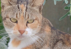 猫島の住民1（相ノ島）