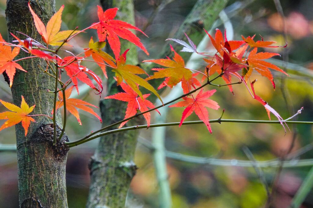 優しい紅葉