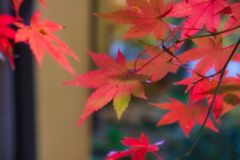 若い紅葉