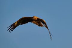 鳶 ②