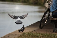 身近な鳥