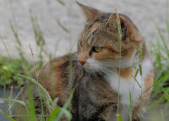 猫の島の住民2