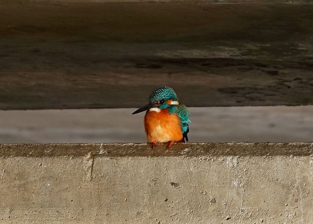 師走のカワセミ   (トリ納め)