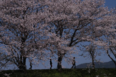 桜の下の間隔