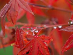 紅葉と雫
