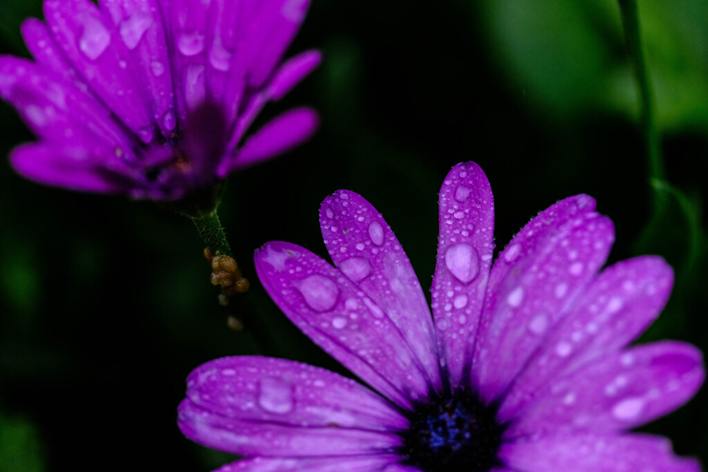 雨の雫3