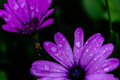 雨の雫3