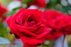 近所の花でレッスン7