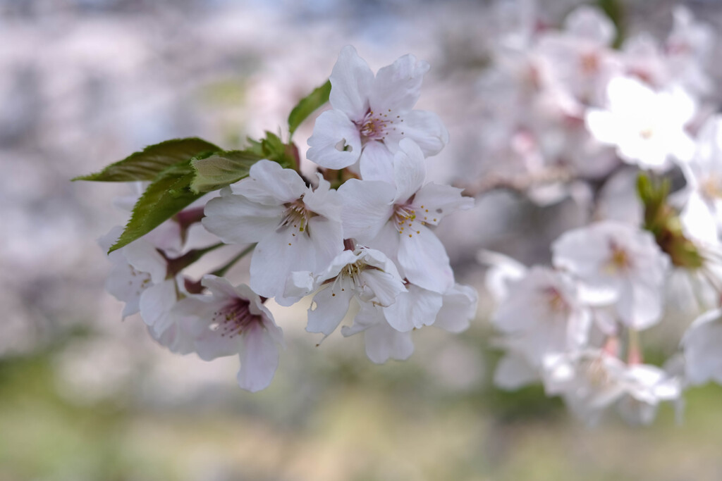 桜アップ