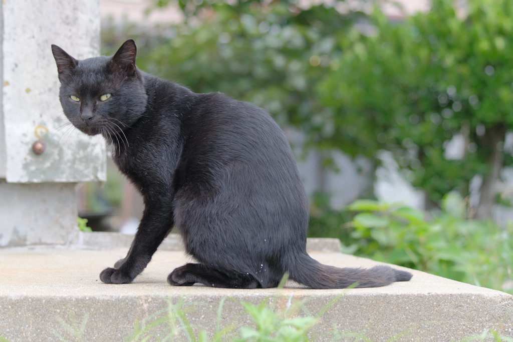 猫の島の住民5