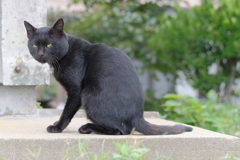 猫の島の住民5