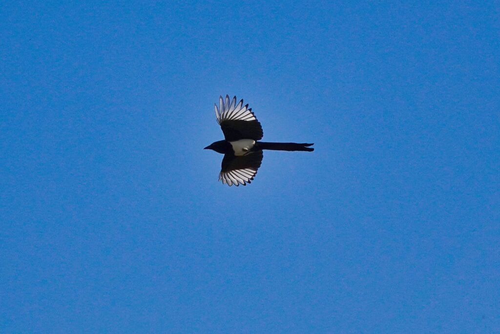 飛ぶ鳥を撮す（カササギ）