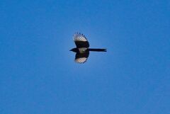 飛ぶ鳥を撮す（カササギ）