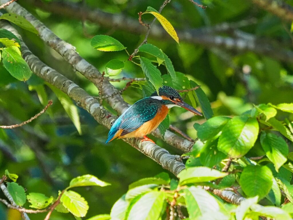 昨日のカワちゃん