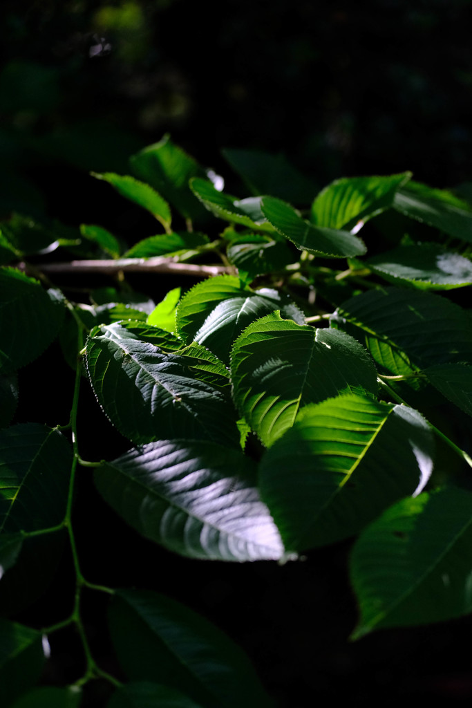 小枝葉