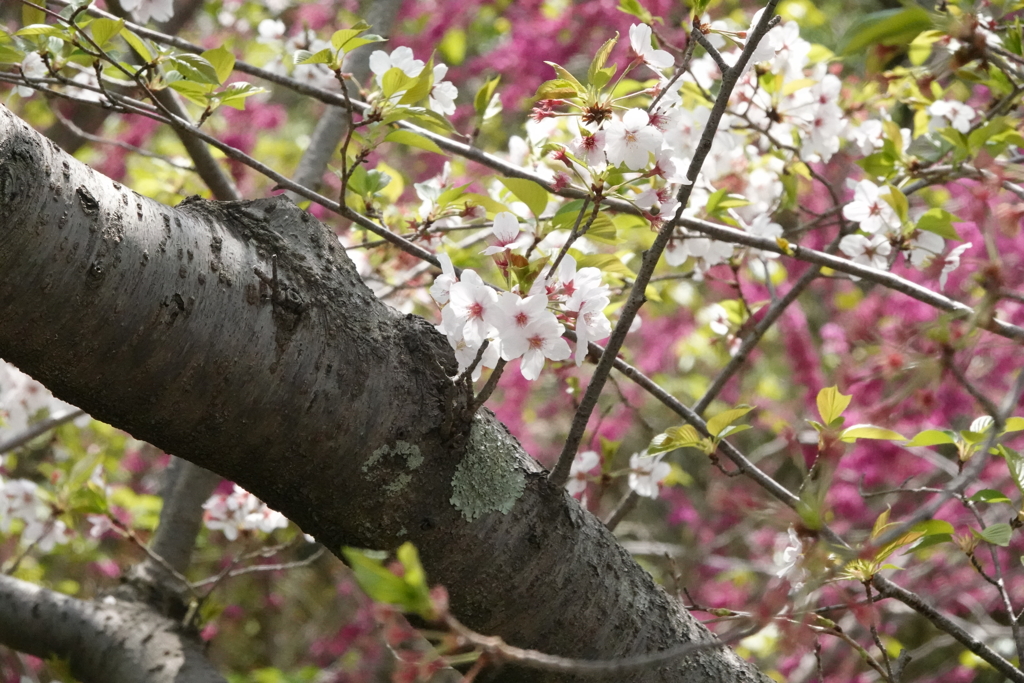sakura