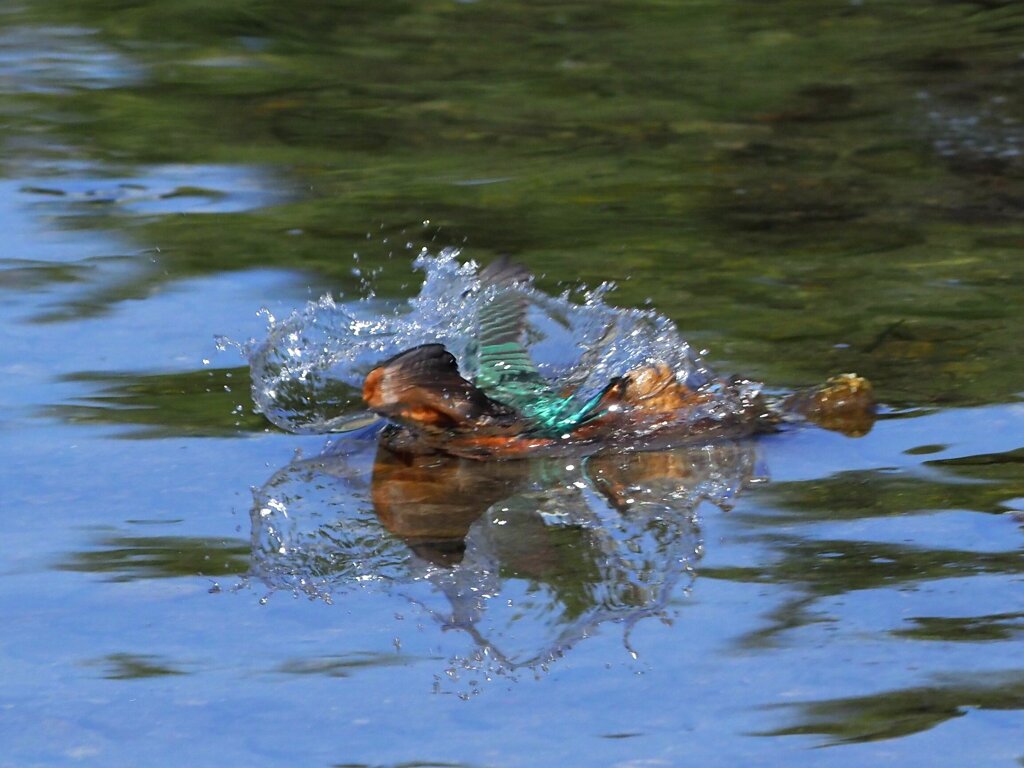 今日のダイブ