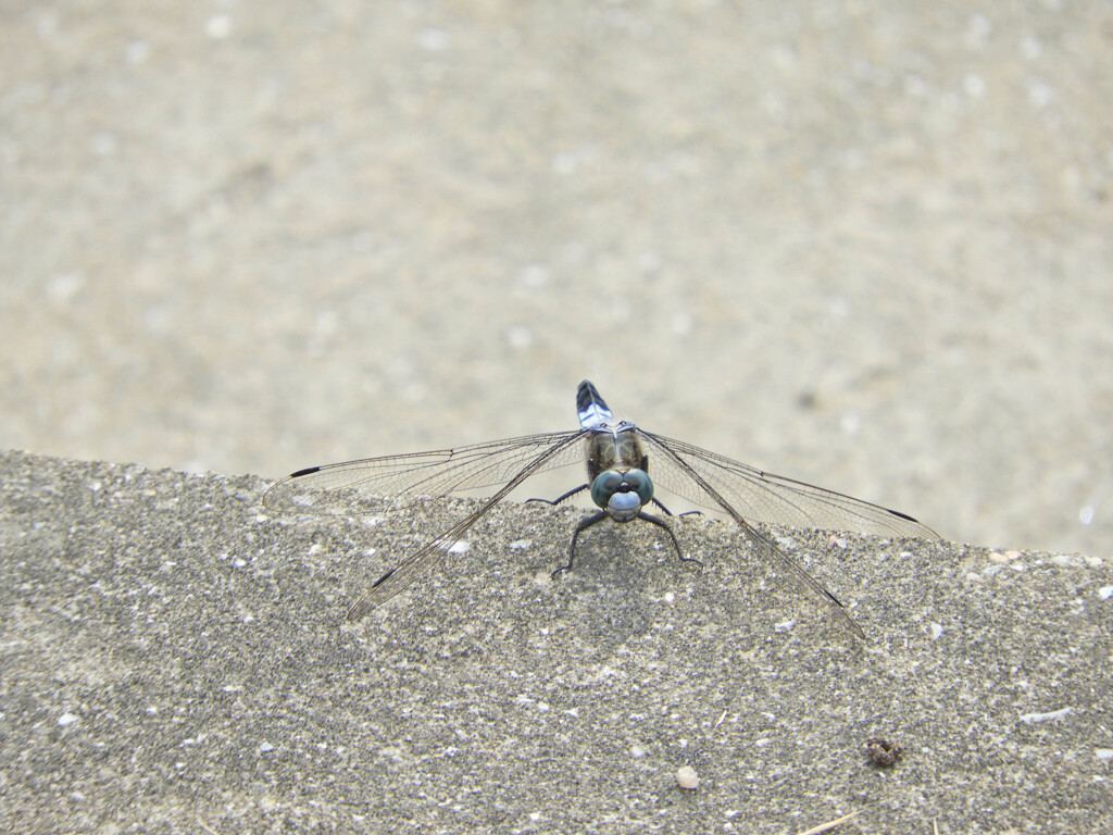 着陸
