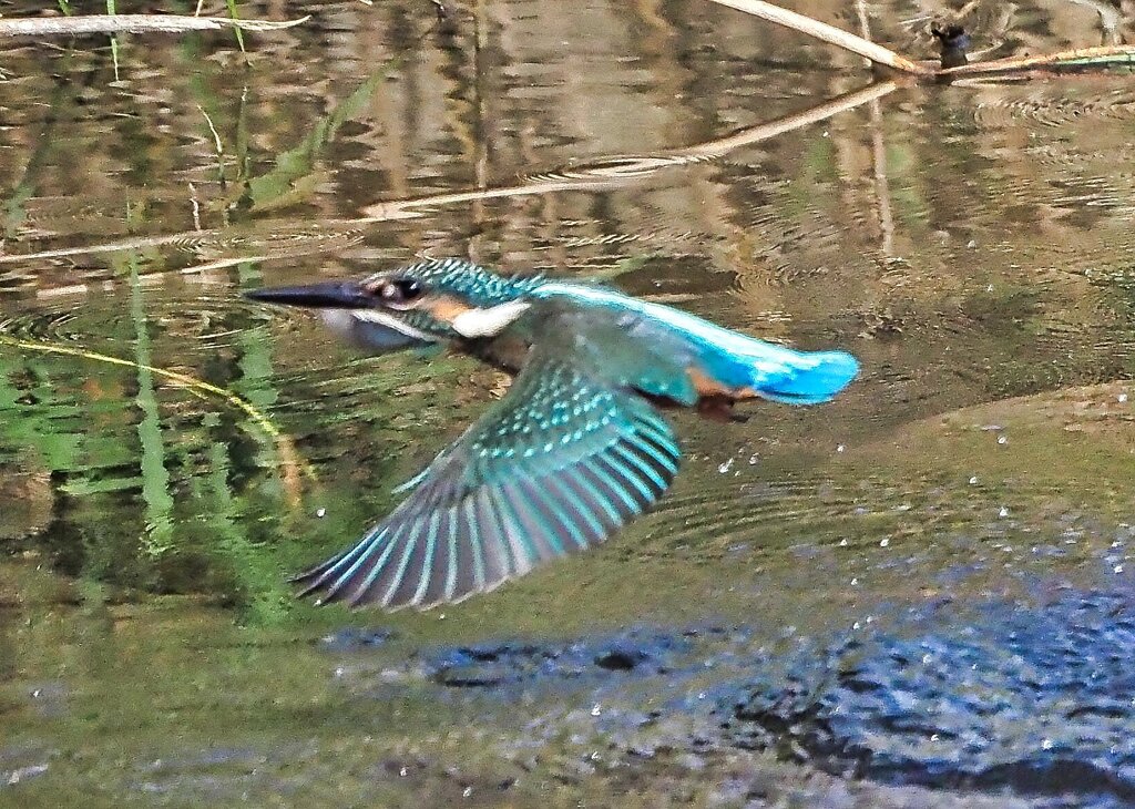 飛行