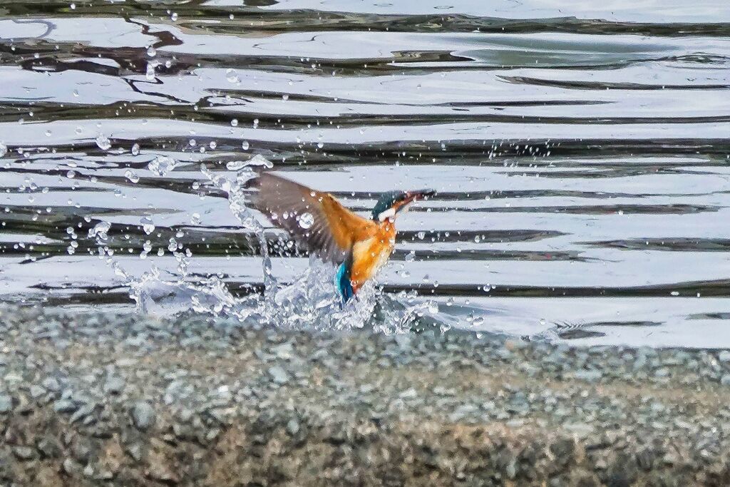 水面飛び出し