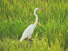 田園のサギ
