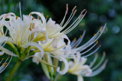 彼岸花　白1