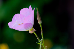 花さん3