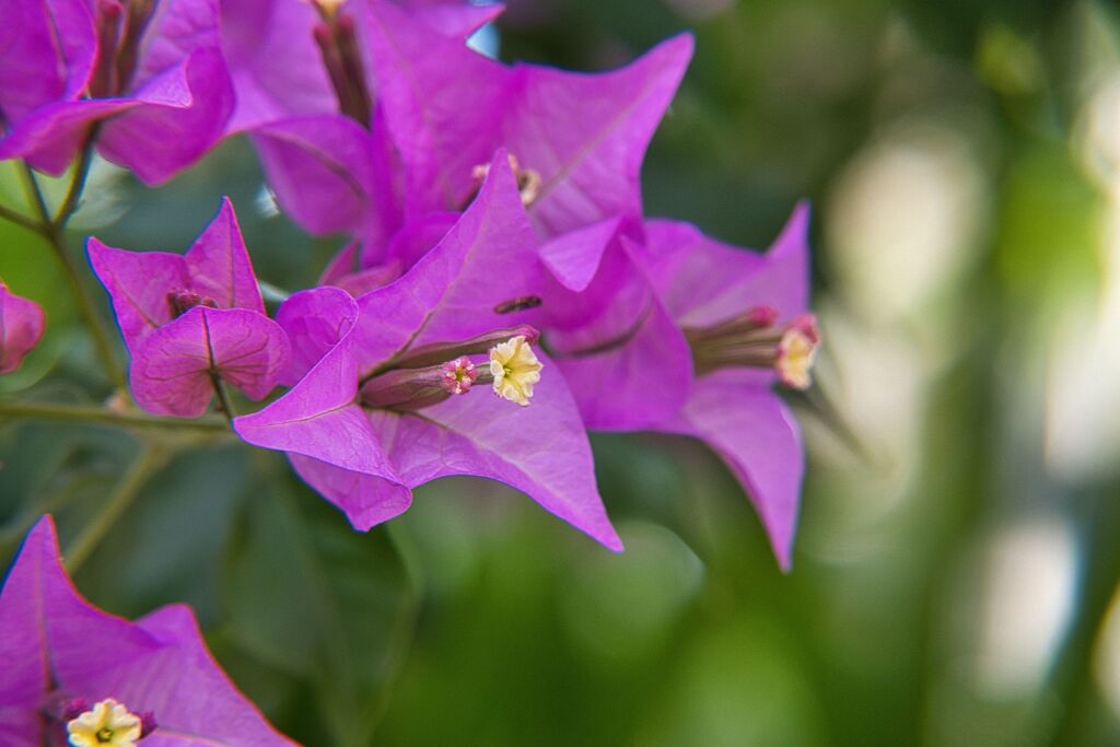 公園の花　ブーゲンビリア