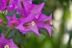 公園の花　ブーゲンビリア