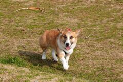 コーギーちゃん