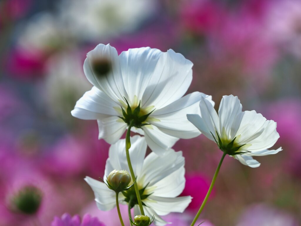 秋桜③