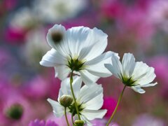 秋桜③
