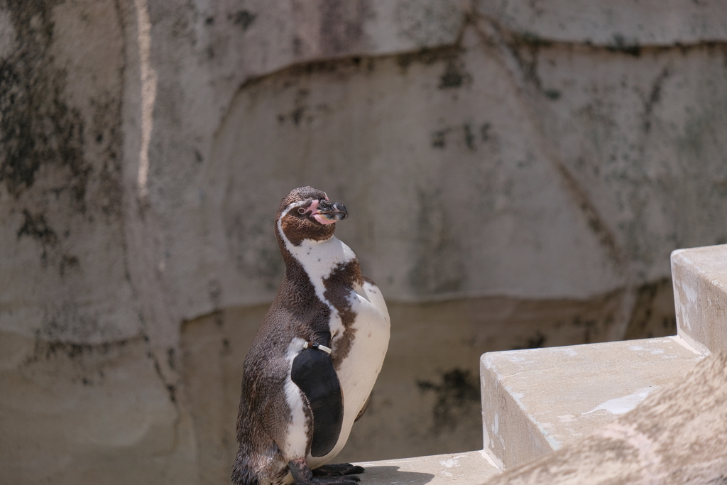 ペンギン