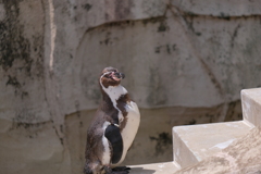 ペンギン