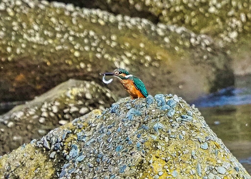 朝食