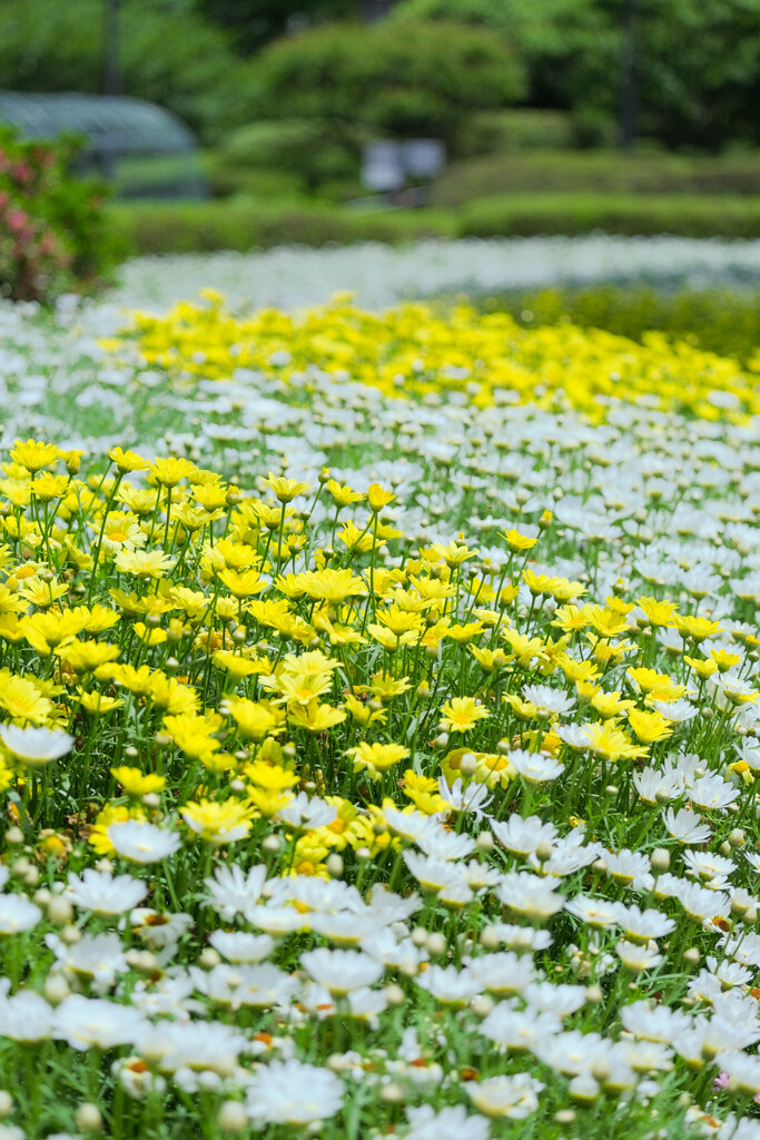 白と黄の花の園