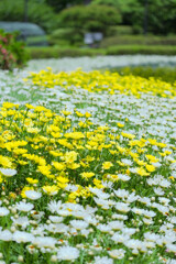 白と黄の花の園