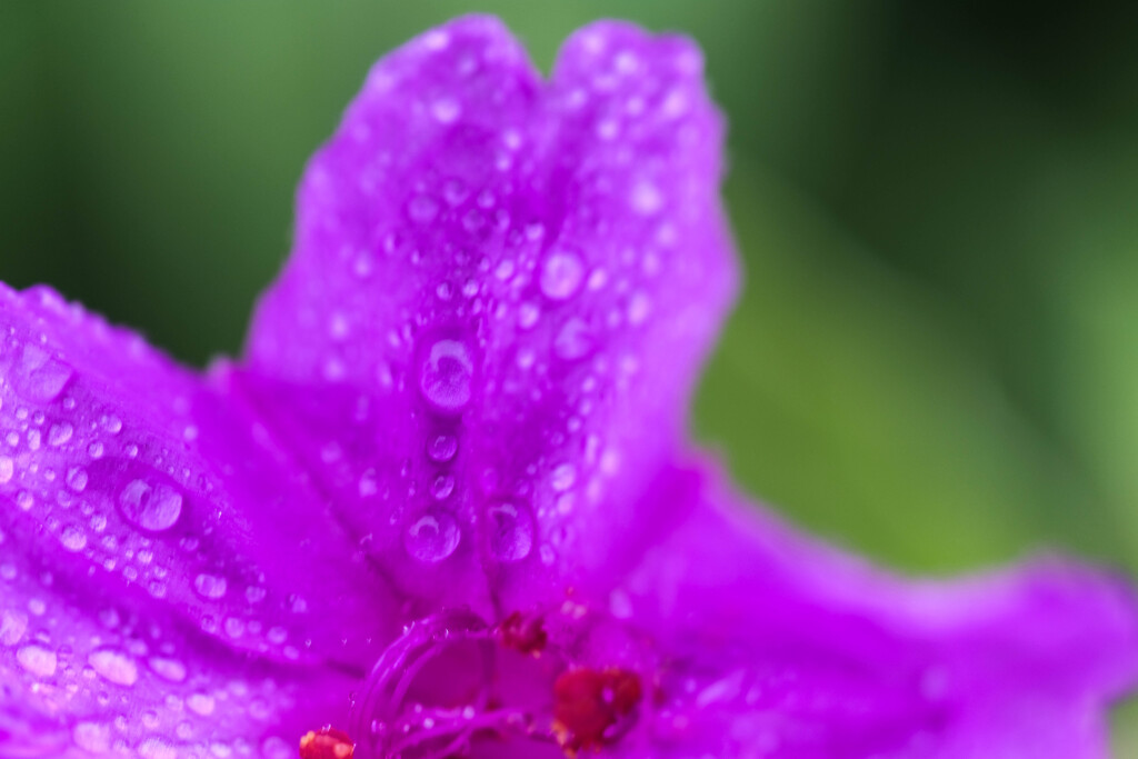 雨上がり3