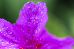 雨上がり3