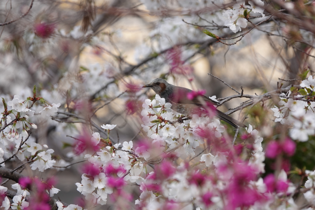 春の色鳥