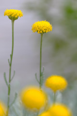 散歩で出逢った花たち7
