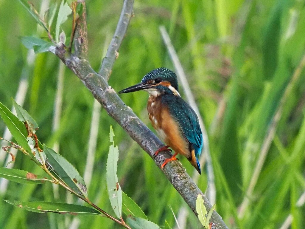 P9300643