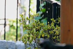 花壇の木