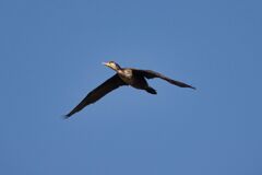飛ぶ鳥を撮す（ウ）