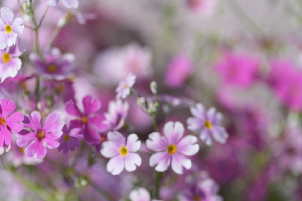玄関の花