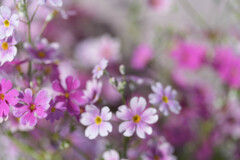 玄関の花