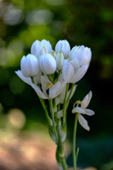 近所の花でレッスン4