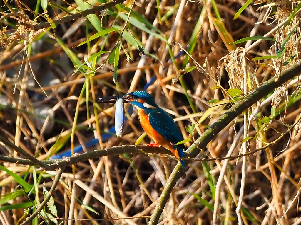 カワセミの朝食①