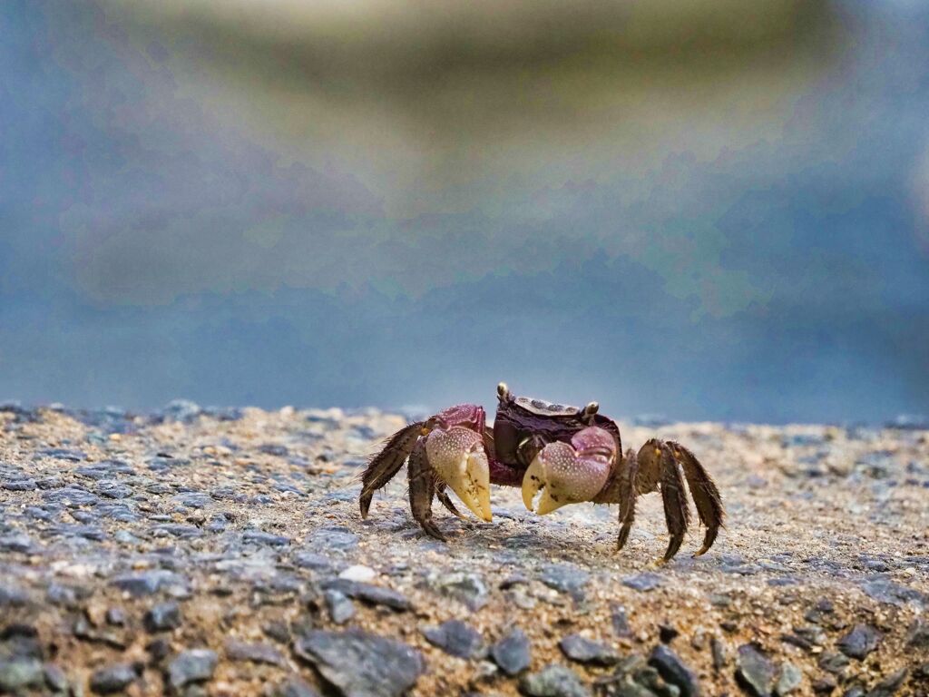 ヨコ歩き