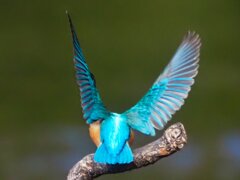 P177392